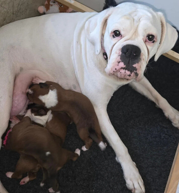 Gorgeous Boxer Puppies - Beautiful Brown and White Markings, Raised with Mum
