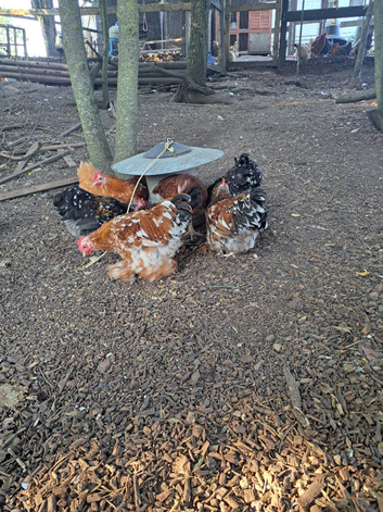 Pekin bantam Cockerells