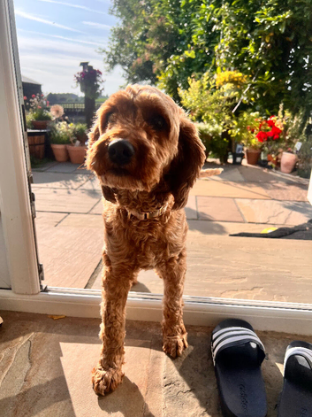 2 year old Female Cavapoo