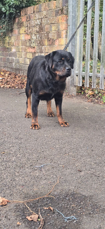 Female German rottweiler for sale