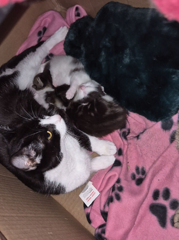 3 beautiful kittens