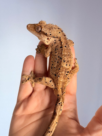 Super Dal Crested gecko