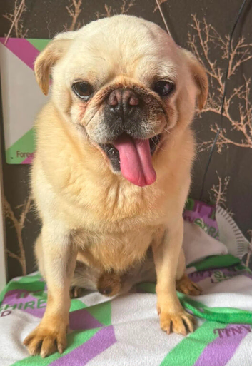 Adult male pug neutered
