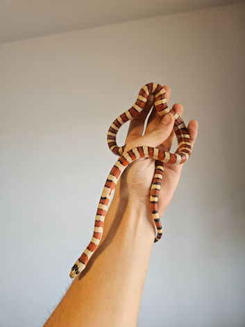 Various types of king snakes