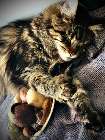 MaineCoon 2 yrs old