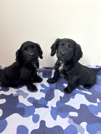 Cocker spaniel puppies