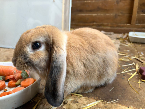 Mini lop and hutch!