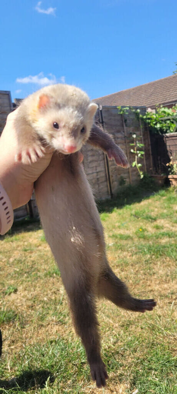 Two male ferrets