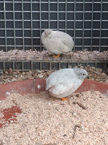 Chinese painted quails