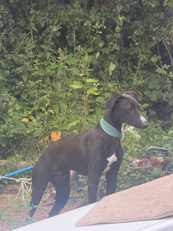 Saluki greyhound 9 months old