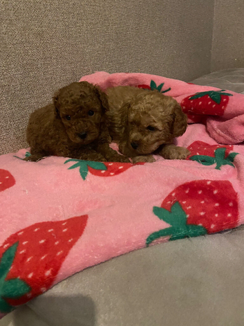 Toy poodle puppies