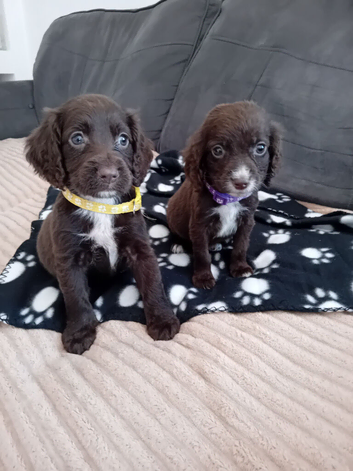 Beautiful cocker spaniel puppies