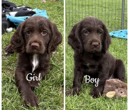 Fully Health Tested F1 Sprocker Puppies