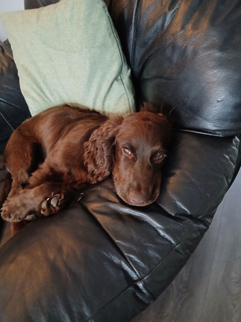Chocolate cocker spaniel