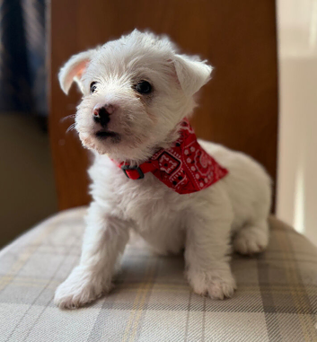 West Highland Terrier Pups For Sale