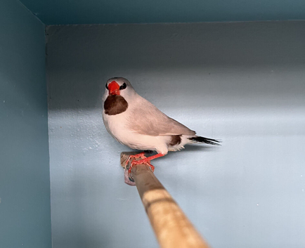 Young Male Fawn - Grey Long-Tailed Heck's Finch For Sale