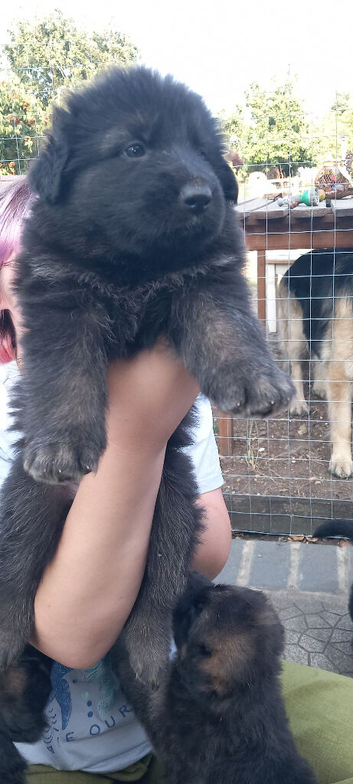 BEAUTIFUL GERMAN SHEPHERD PUPPIES