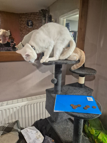 Twin cats for sale