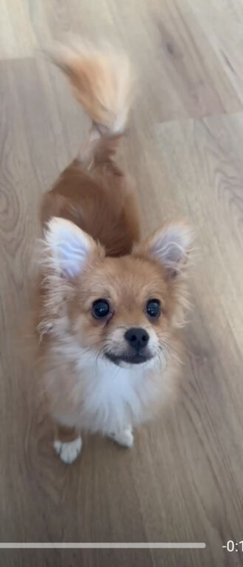 Beautiful Pomchi :)
