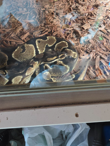 Hgi fire breeds x 3 all proven females 80 each with vivs