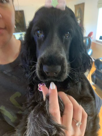 Cocker spaniel for sale