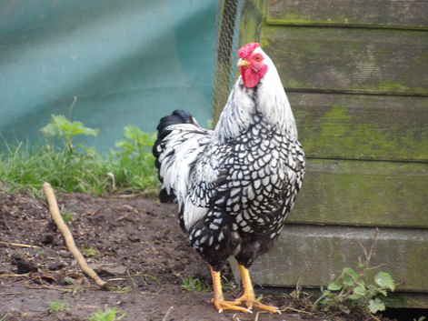 Silver laced Wyandotte bantam cockerel