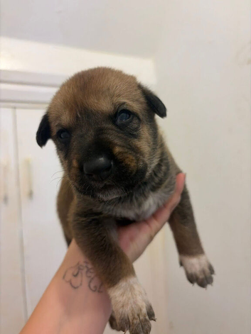 Belgian Mali x German shepherd