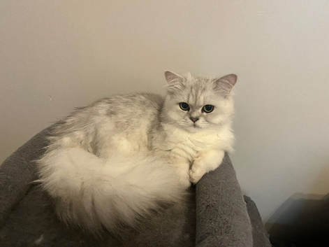 Beautiful chinchilla Persian