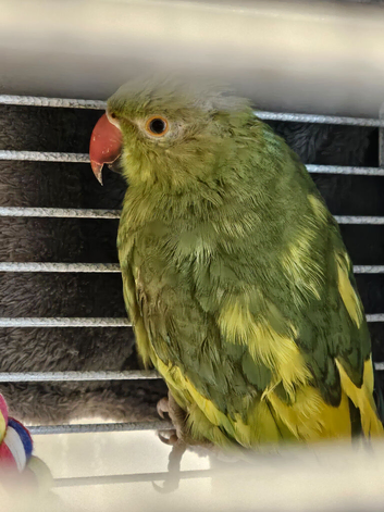 Beautifull ringneck
