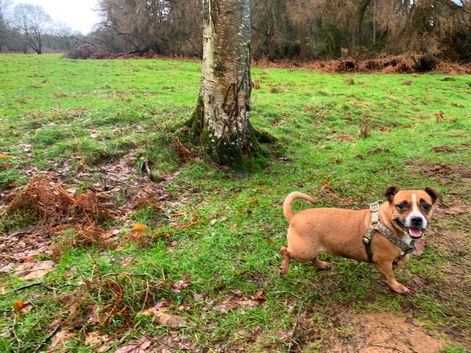 Staff cross pug