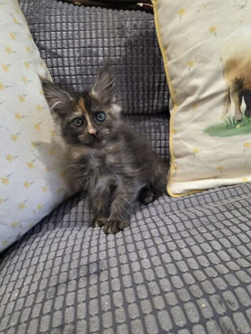 2 x Maine Coon Kittens ONLY FEMALES LEFT