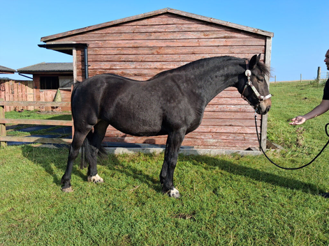 7yr old 14.2hh chunky Bay mare