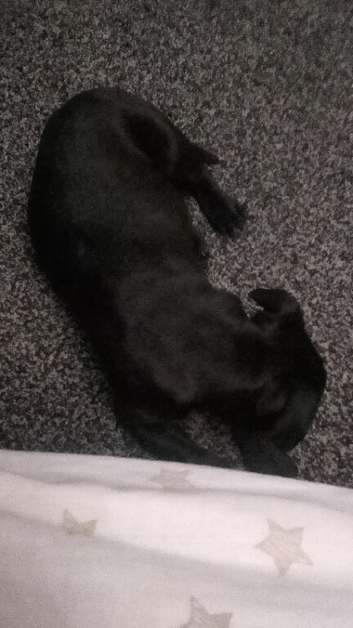 Cane corso mix