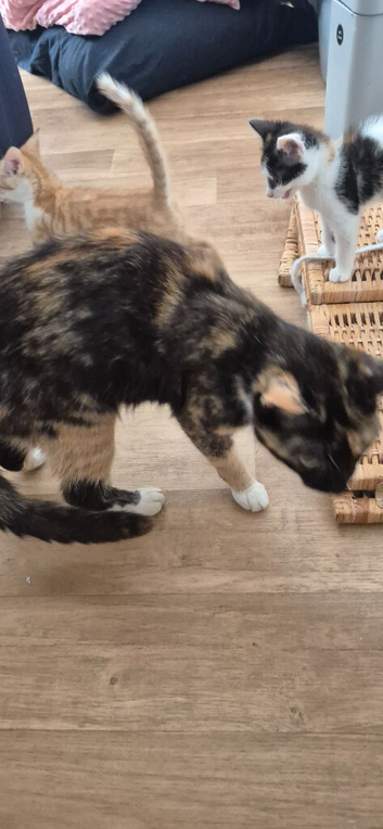 Kittens for sale. Ready to go