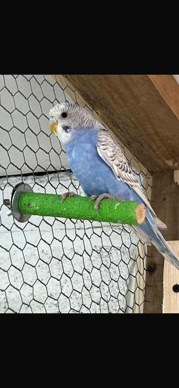 Three male budgies