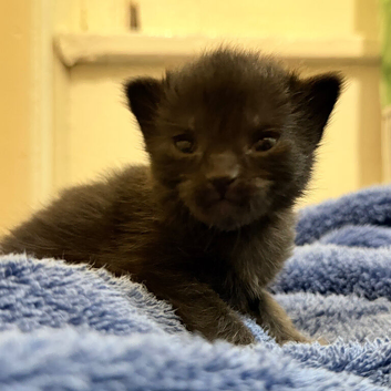 Kittens in Bradford