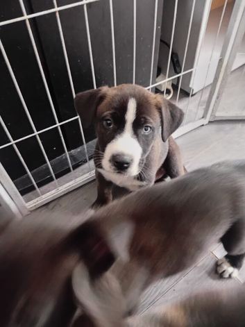 10 pups left out of a litter of 11