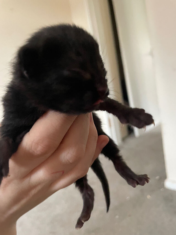 Newborn kittens for rehoming