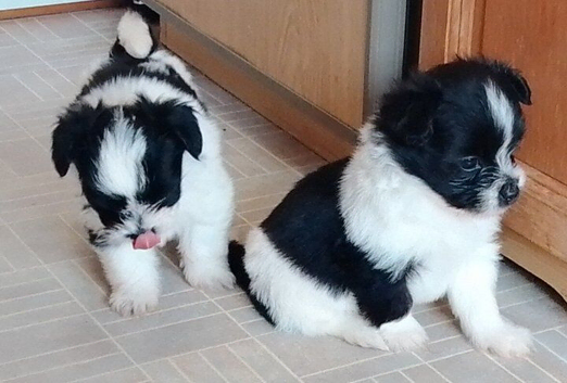 Shih tuz cross pomeranian only two left