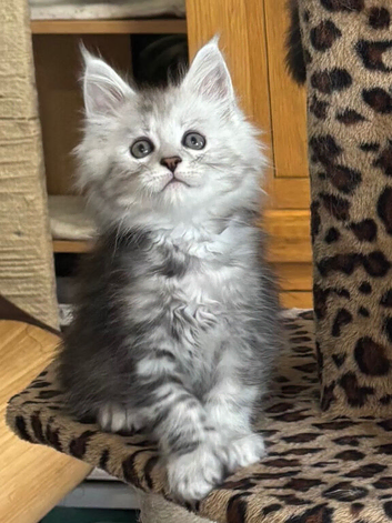 Stunning tica registered polydactyl maine coons