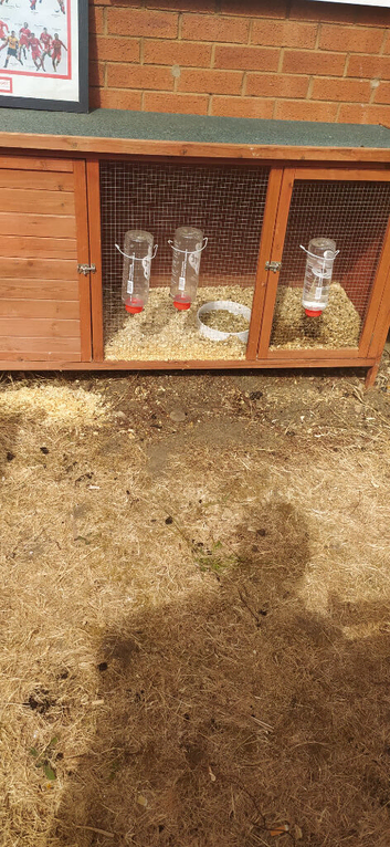 5ft hutch and 2 guinea pigs