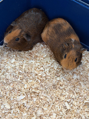 Bonded pair boar baby guinea pigs