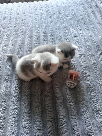 Stunning bsh babies for sale