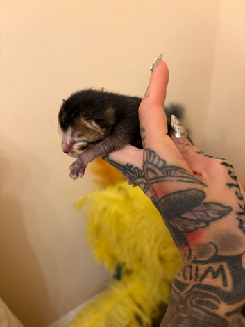 Beautiful litter of mixed kittens