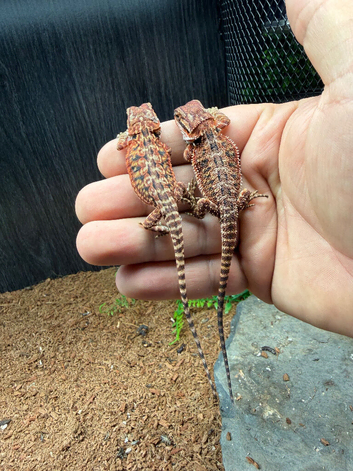 Baby Red Monster Bearded Dragons