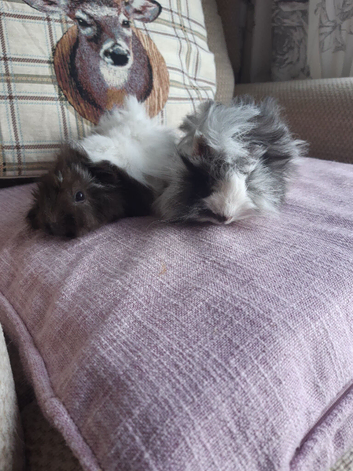 Funky fluffy baby guineapigs