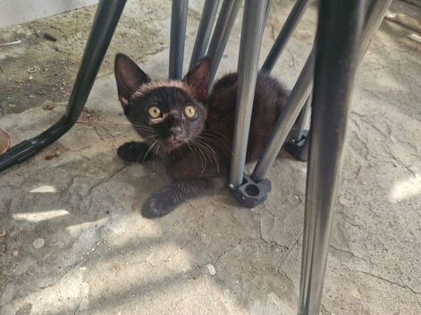 Kitten