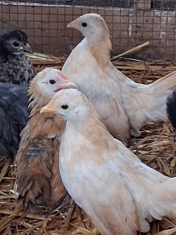 8/10 week old serama chicks available