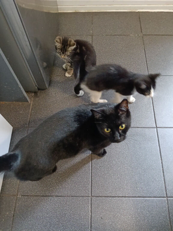 Beautiful kittens