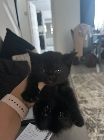 Kittens for sale